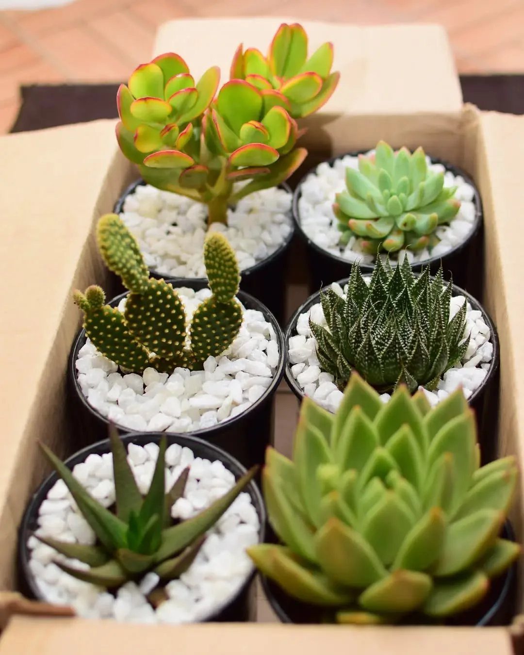 Six small potted succulents with white pebbles arranged in a cardboard box.