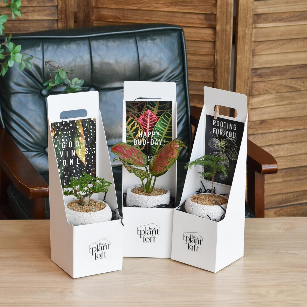 Three small indoor plants in white gift carriers on a wooden table.