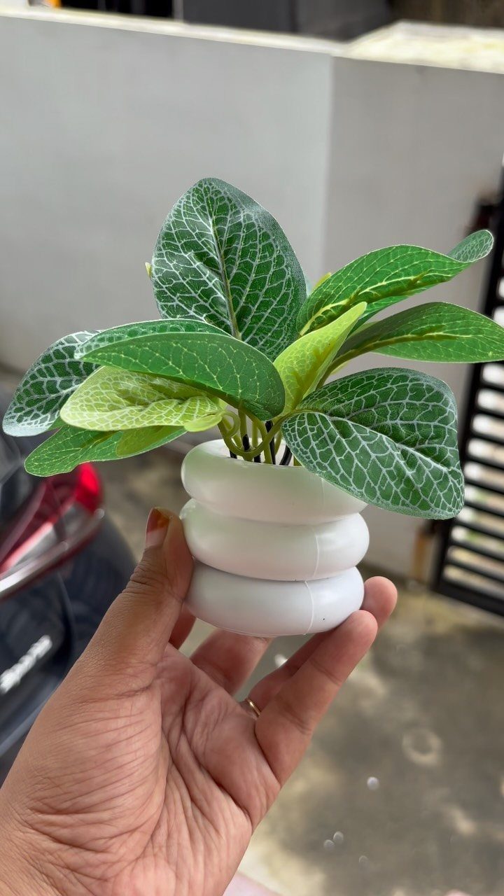 Small green plant with textured leaves in a white tiered ceramic pot.