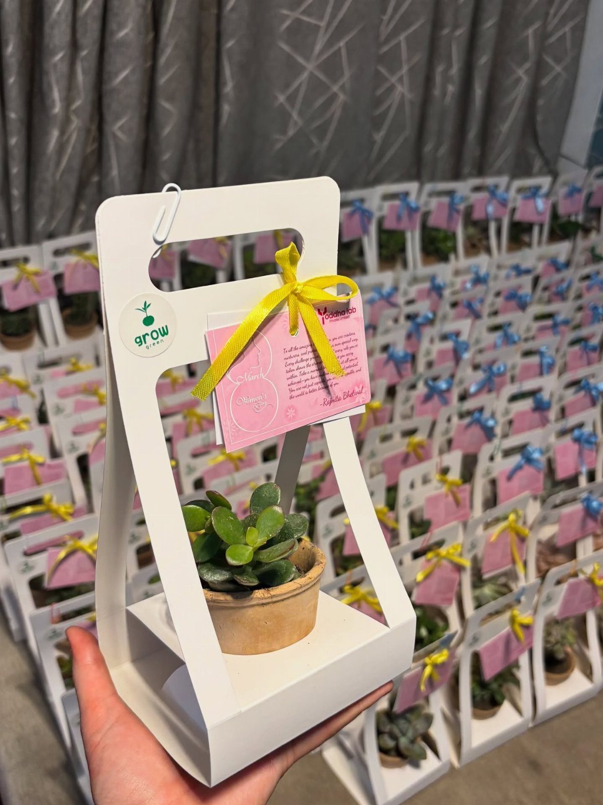 Small succulent in a pot held in a white cardboard gift carrier
