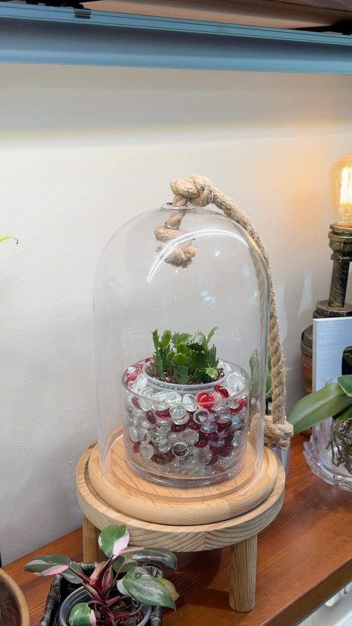 Small green plant in a pebble-filled glass pot under a glass cloche dome.