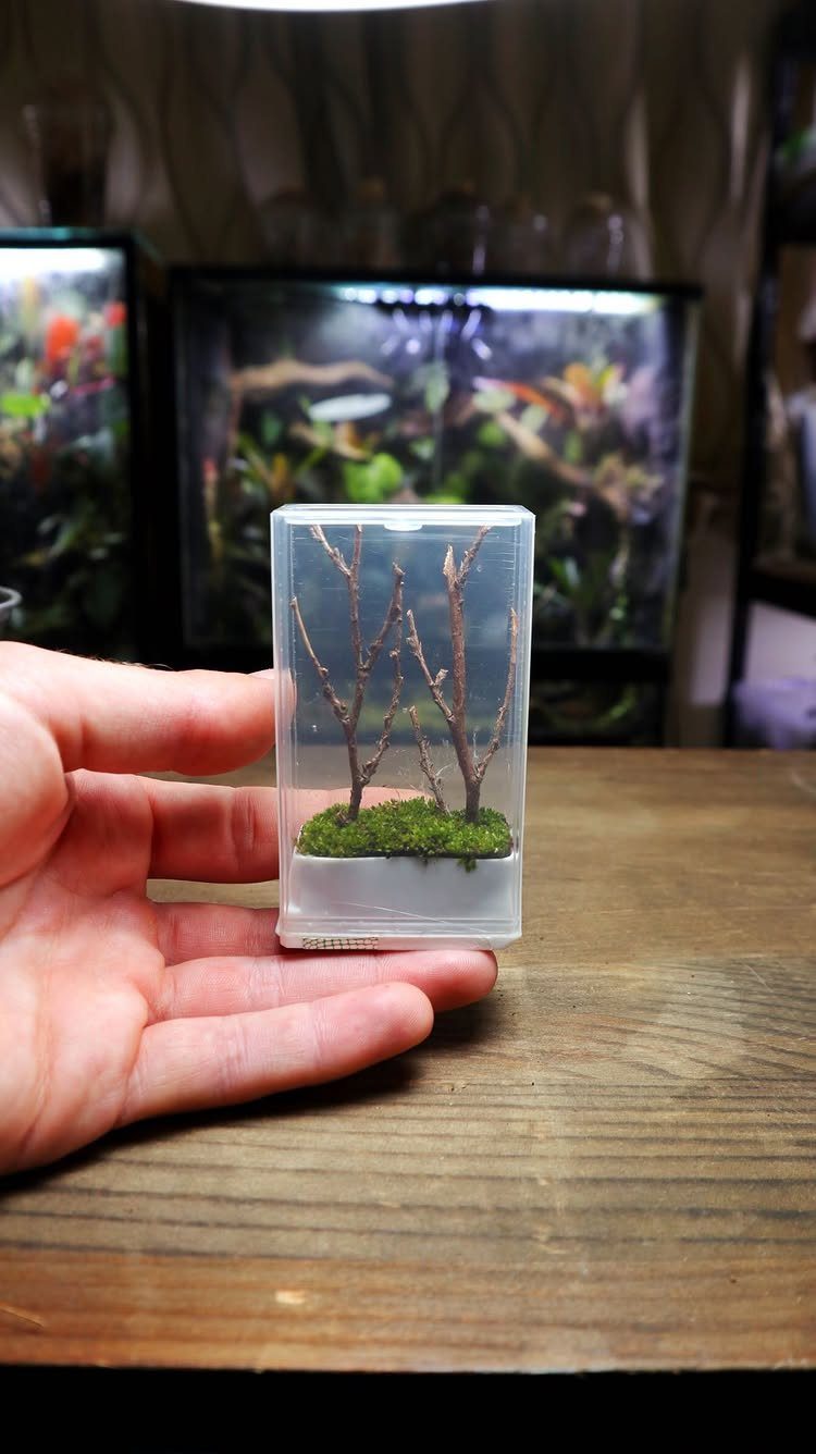 Tiny acrylic terrarium with green moss and twigs held in a person's hand.