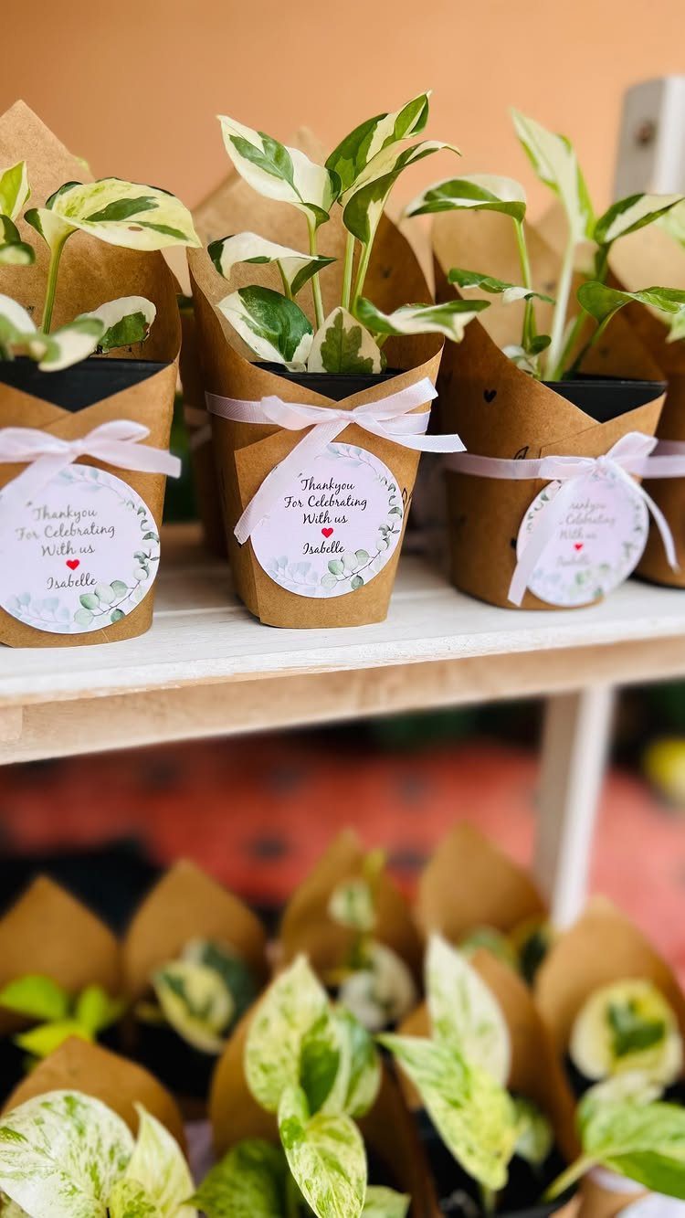 Small variegated plants in brown paper wraps with white ribbons on a shelf