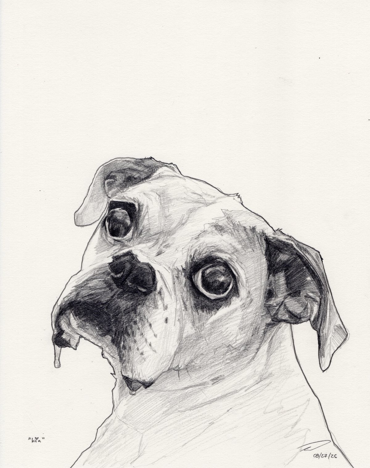 Pencil sketch of a dog's face with detailed shading on white paper.
