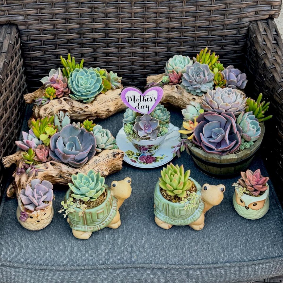 Succulent plants in creative planters including driftwood and animal-shaped pots for Mother's Day.
