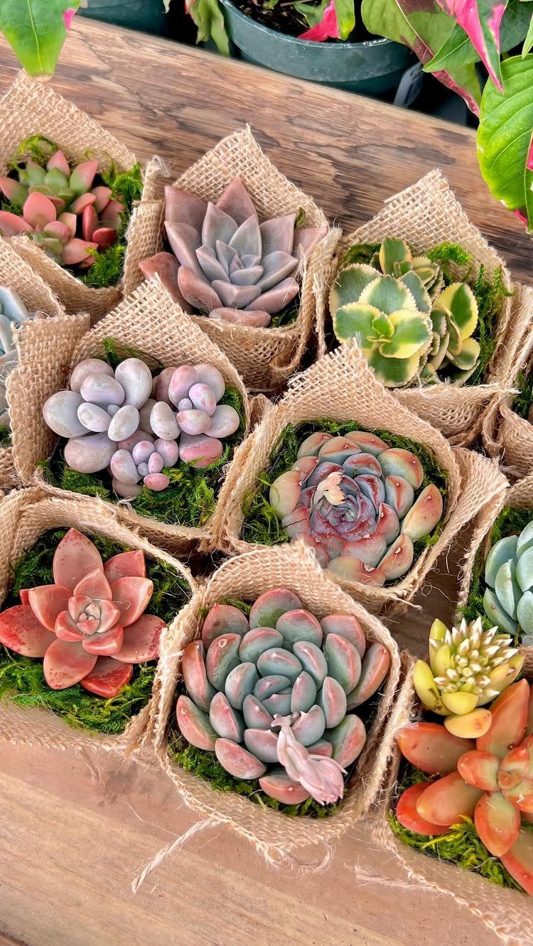 Small colorful succulents wrapped in brown burlap pots on a wooden table.
