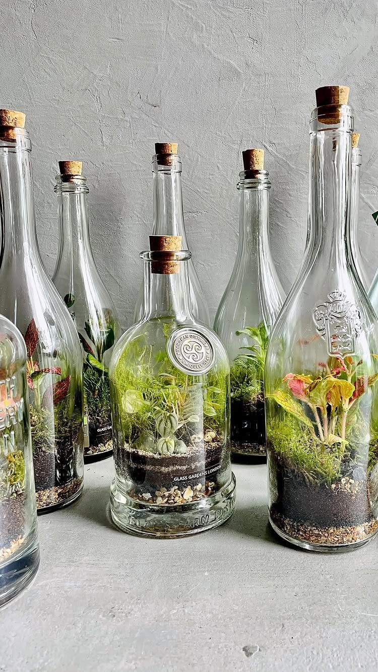 Glass bottles with cork stoppers containing miniature terrariums with soil and green plants.