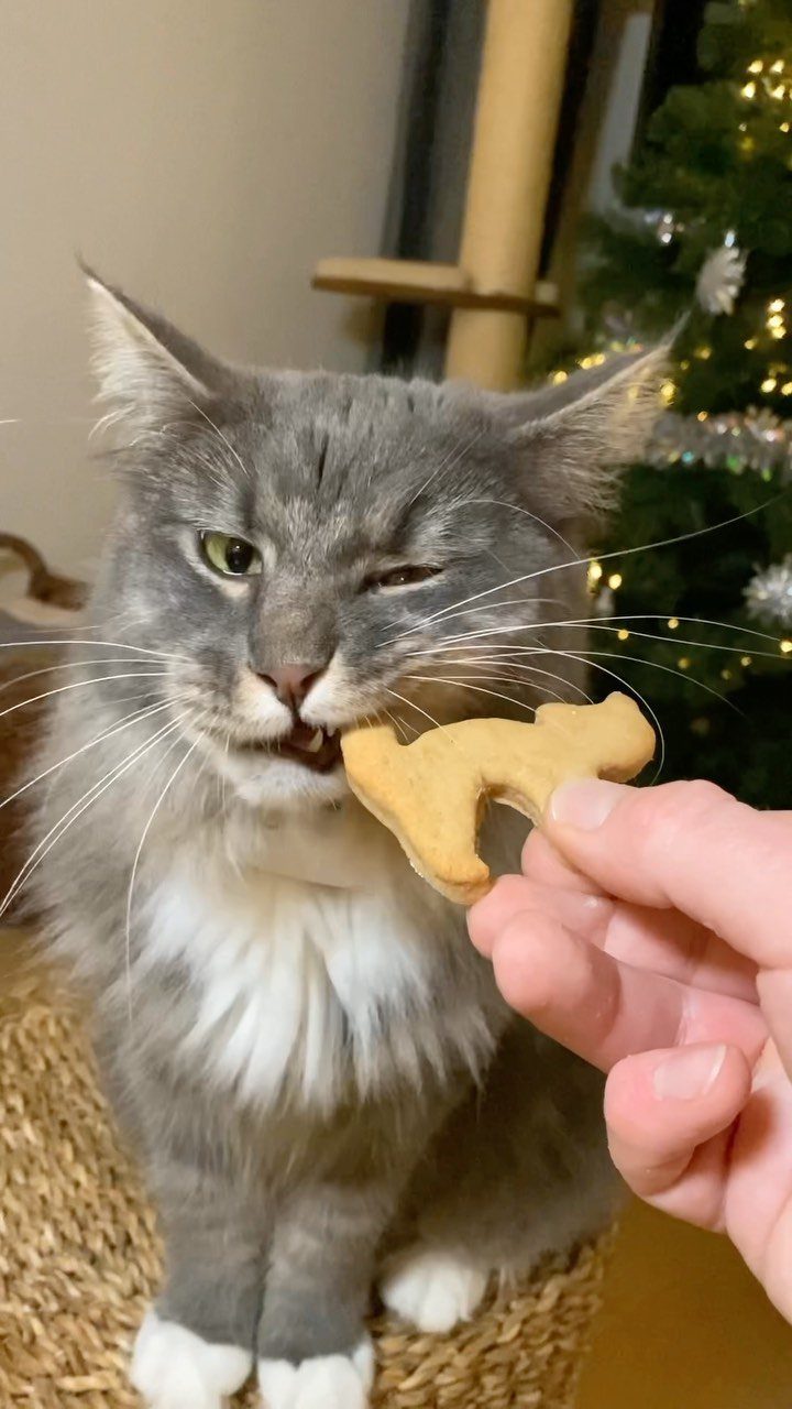 Grey and white cat eating a cat-shaped biscuit near a Christmas tree.