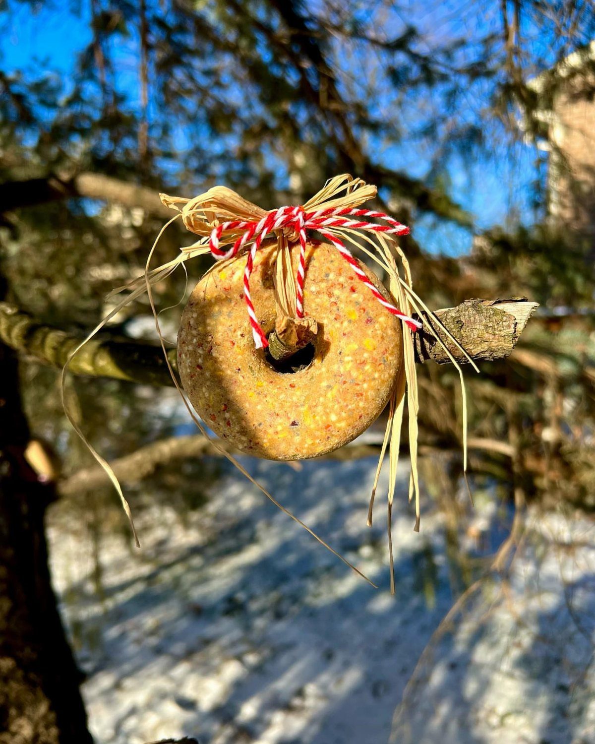 Homemade bird seed wreath tied to a snowy pine branch with red twine.