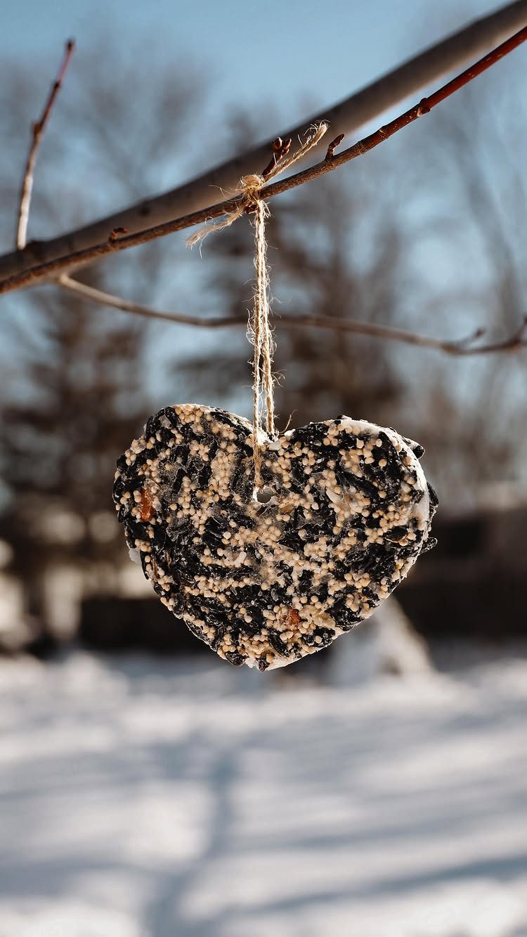 Heart-shaped birdseed suet cake hanging from a tree branch in the snow