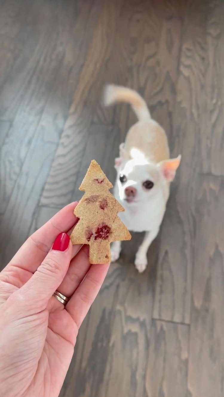 Tree-shaped homemade dog treat held in front of a small white Chihuahua dog.