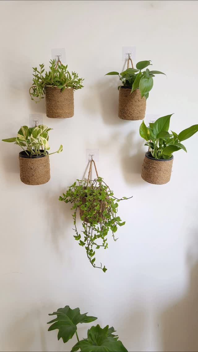 Small green plants in jute cord wrapped pots hanging on a white wall