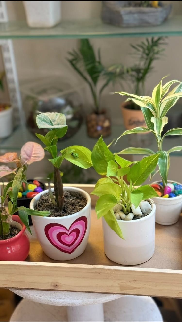 Small potted plants on a wooden tray, including one pot with a pink heart.