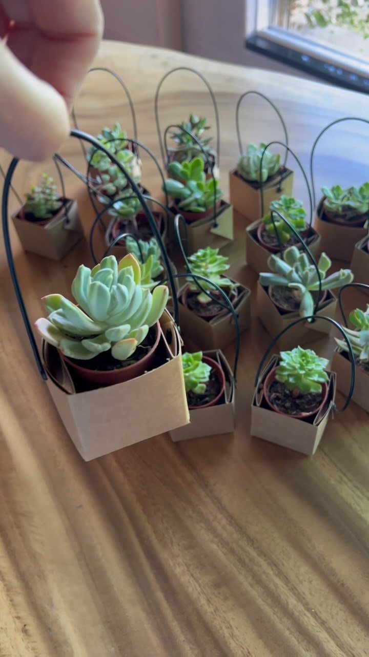 Small succulent plants in brown paper gift bags with black wire handles.