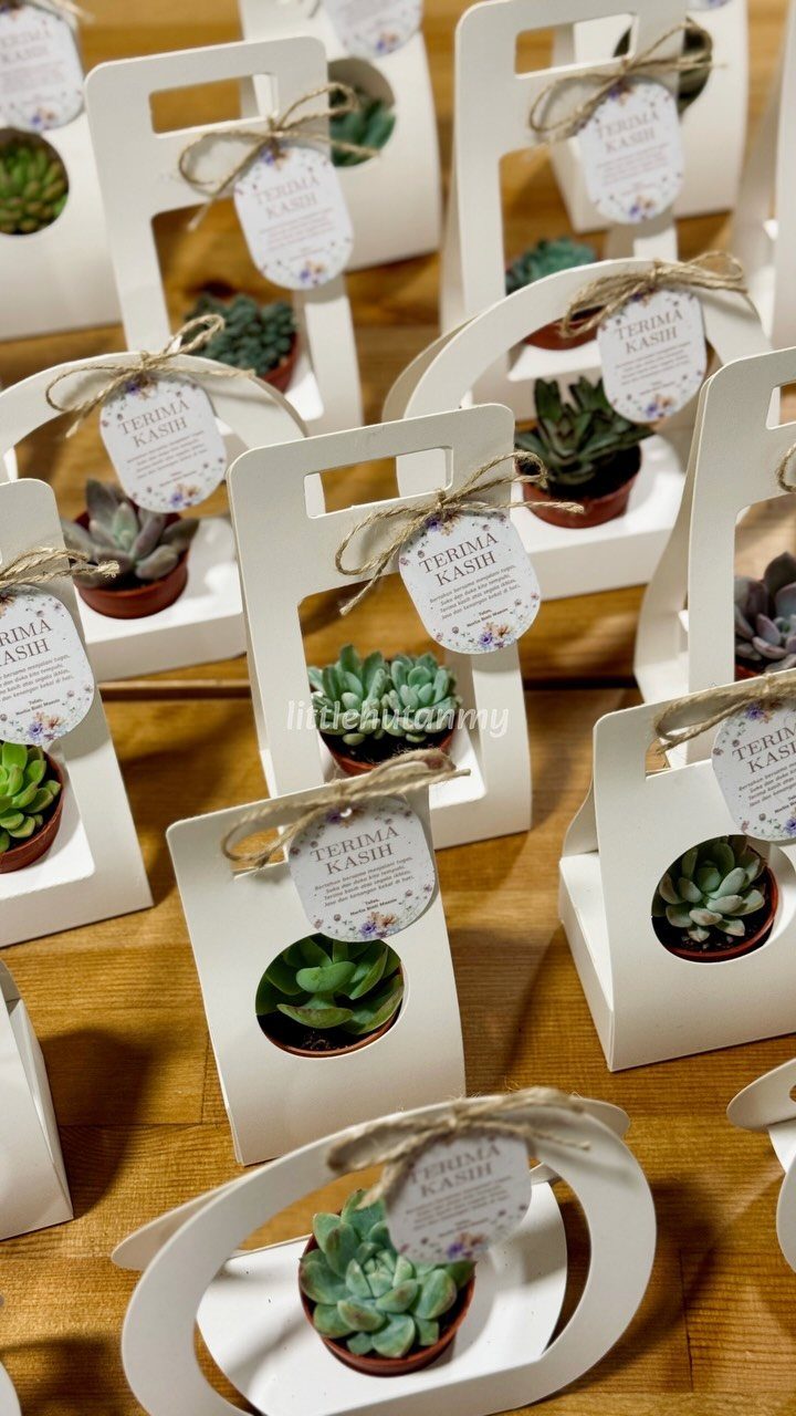 Small green succulent plants in white gift boxes with twine tags on wood.