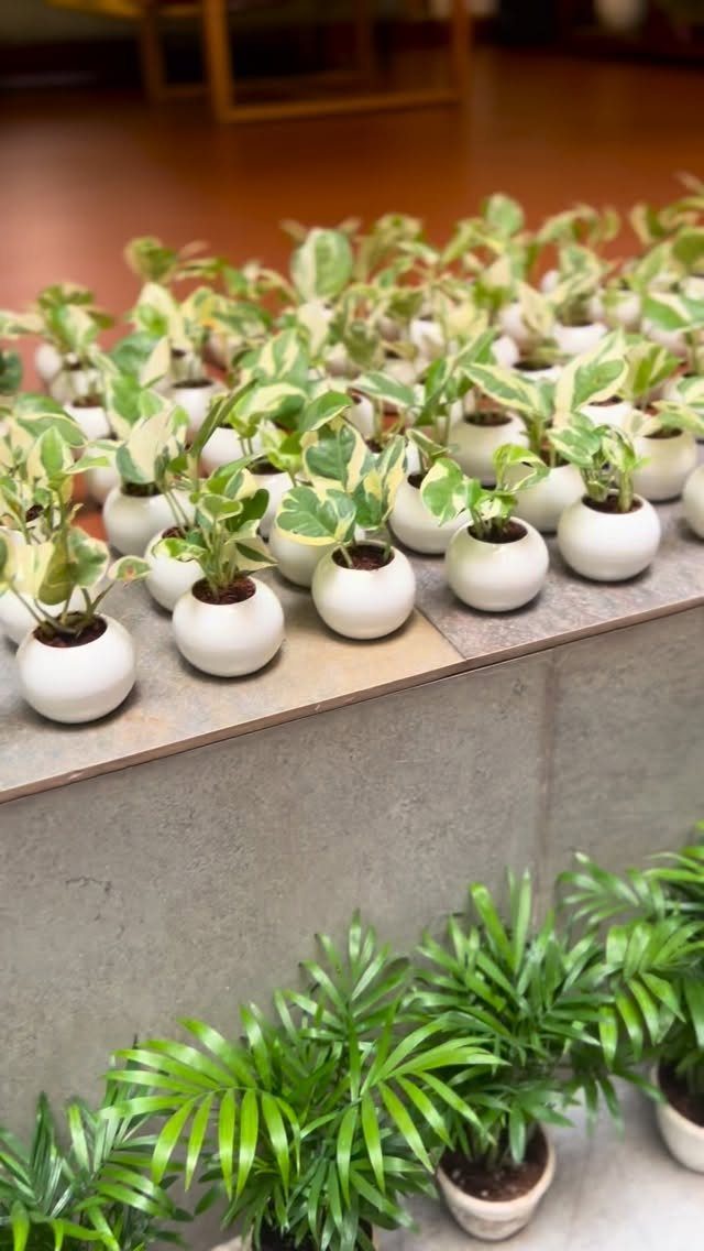 Small pothos plants with variegated leaves in round white ceramic pots on a ledge