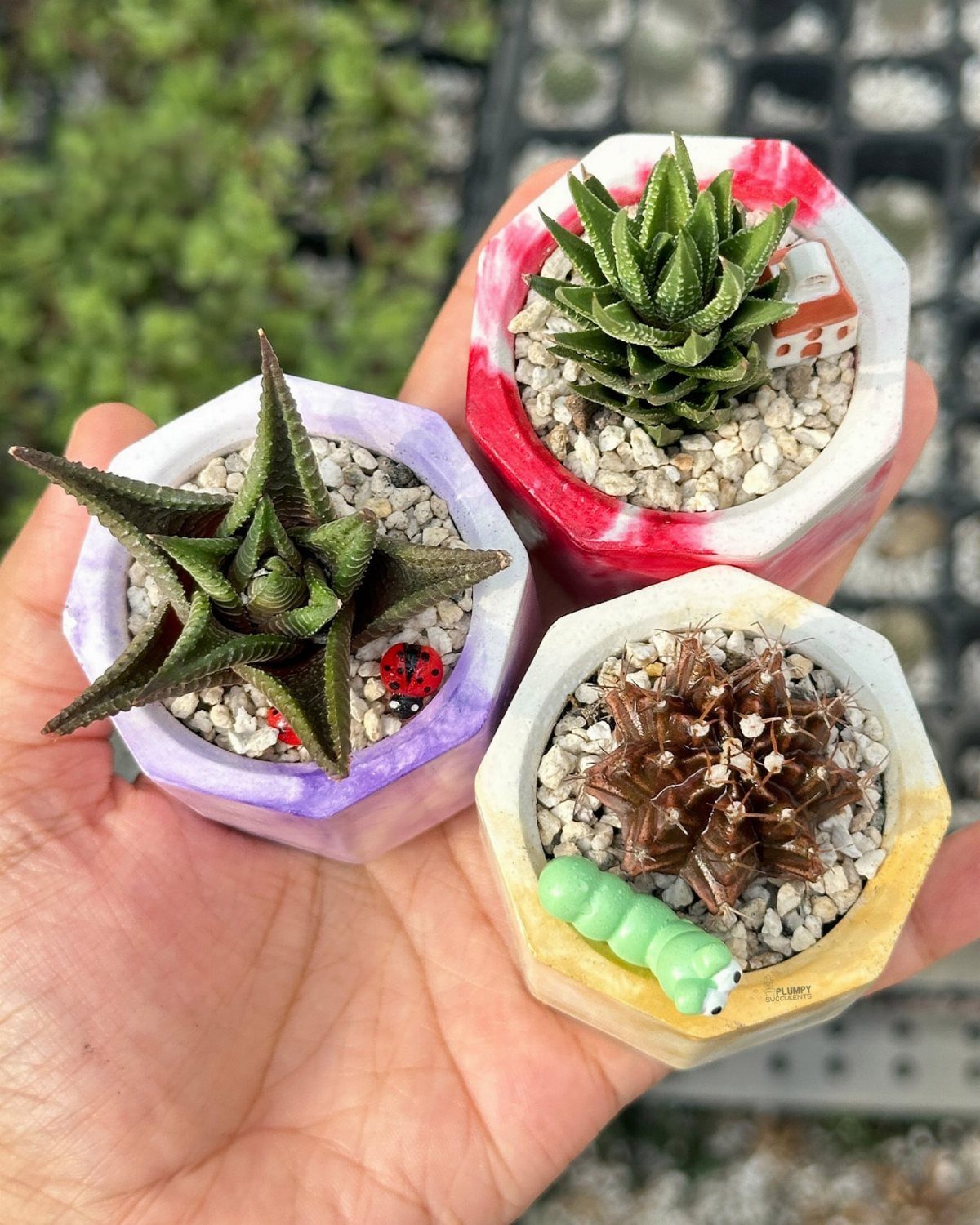 Three small succulents in colorful hexagonal pots held in a person's hand.