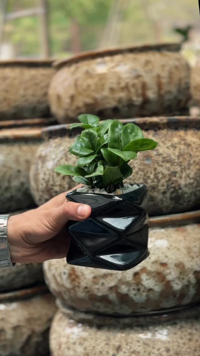Small green plant in a black geometric pot held by a hand.