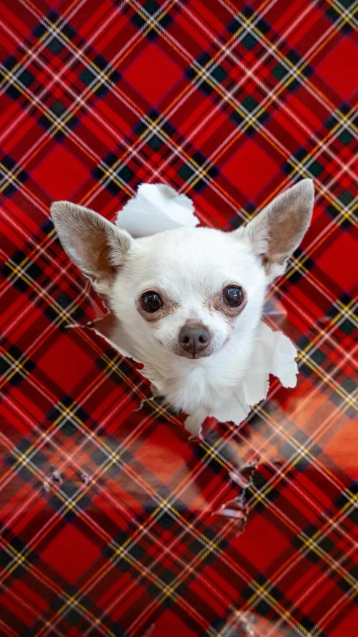 White Chihuahua peeking through a hole in red plaid wrapping paper