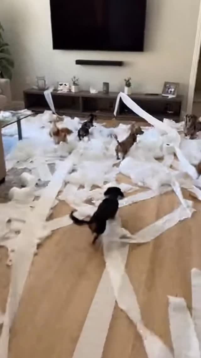 Small dogs playing amidst torn white wrapping paper on a wooden living room floor